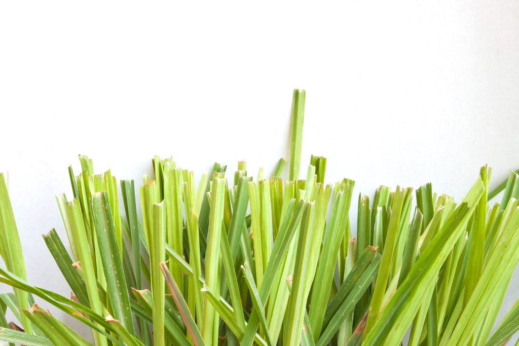 LEMONGRASS ESSENTIAL OIL