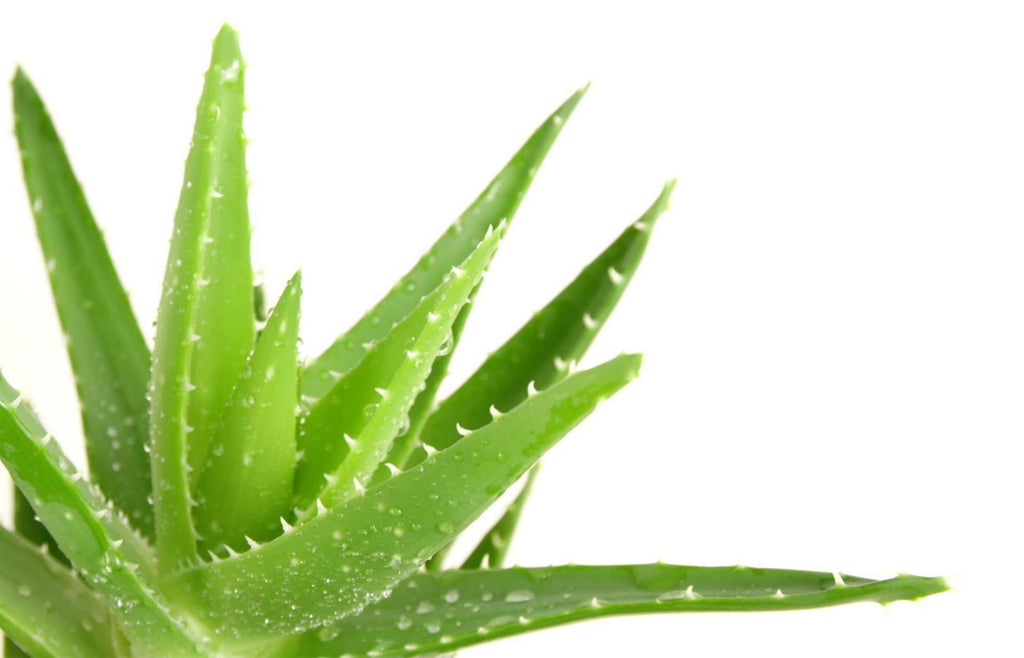 ALOE VERA JUICE